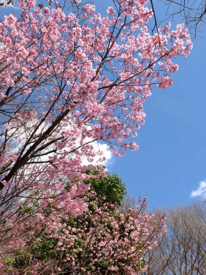 横浜緋桜
