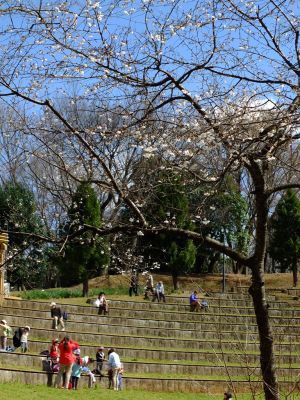 都筑中央公園（マメ桜）
