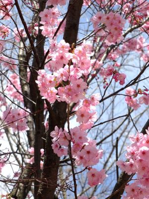 横浜緋桜
