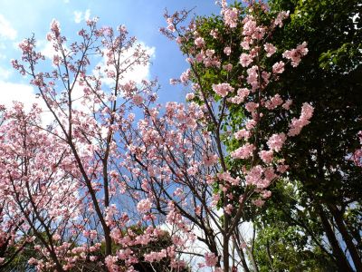 横浜緋桜
