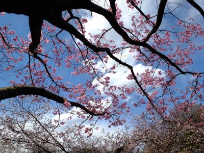 横浜緋桜

