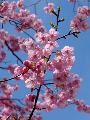 横浜緋桜
