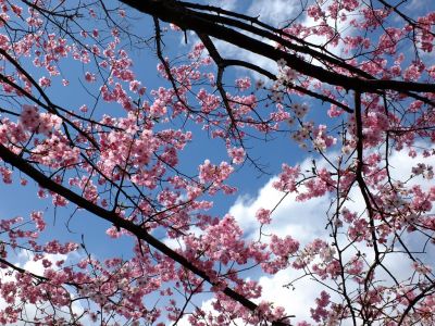 横浜緋桜
