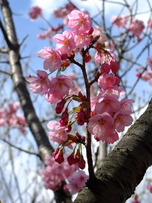 横浜緋桜
