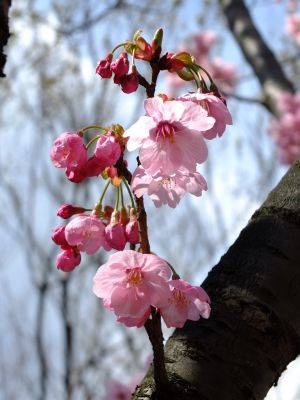 横浜緋桜
