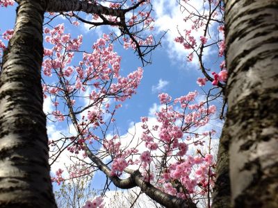 横浜緋桜
