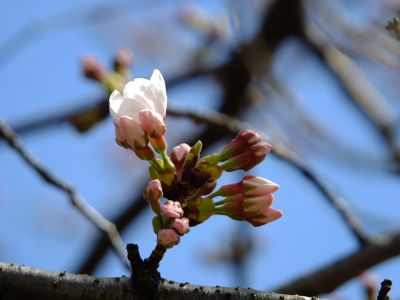 都筑中央公園（染井吉野が咲き始めました）
