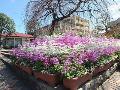 さくら草（荏田近隣センター）

