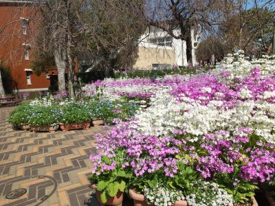 さくら草（荏田近隣センター）
