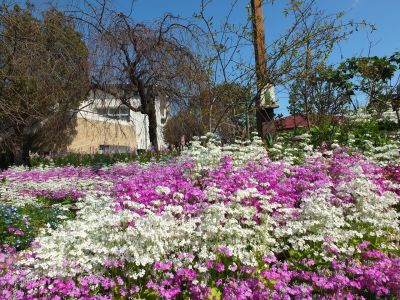 さくら草（荏田近隣センター）
