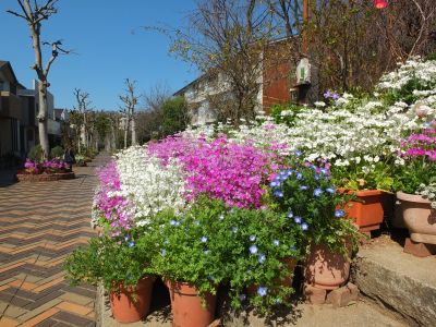 さくら草（荏田近隣センター）
