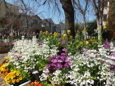 さくら草（荏田近隣センター）

