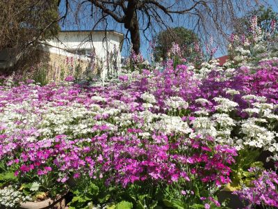 さくら草（荏田近隣センター）
