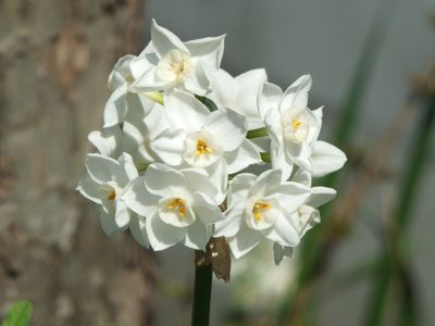 水仙（荏田近隣センター）
