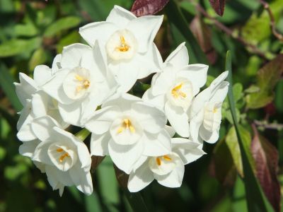 水仙（荏田近隣センター）
