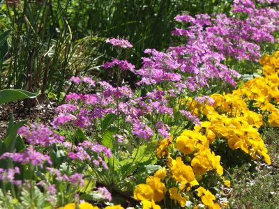さくら草（荏田近隣センター）
