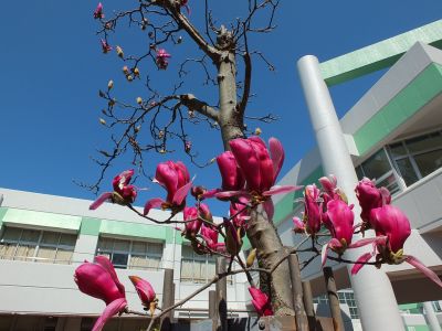 紅モクレン（荏田東第一小学校）
