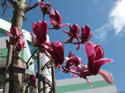 紅モクレン（荏田東第一小学校）
