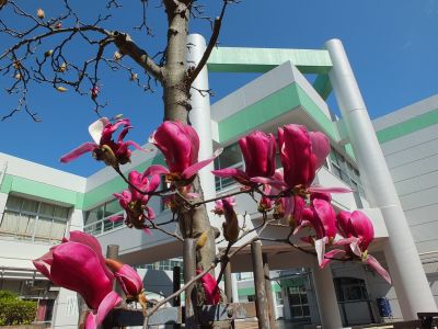 紅モクレン（荏田東第一小学校）
