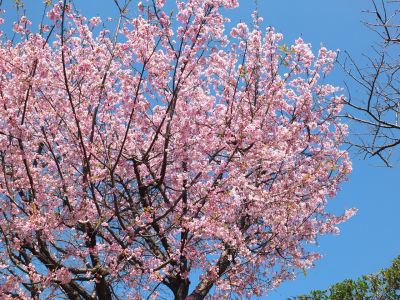 心行寺の桜（オオカンザクラ(大寒桜)）？
