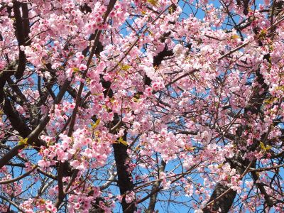 心行寺の桜（オオカンザクラ(大寒桜)）？
