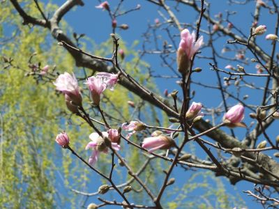 ささぶねの道（こぶし）
