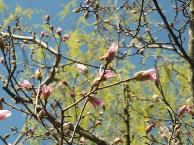 ささぶねの道（こぶし）
