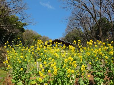 都筑中央公園ばじょうじ谷戸（菜の花）

