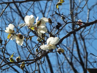 都筑中央公園（こぶし）
