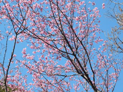 都筑中央公園（横浜緋桜）
