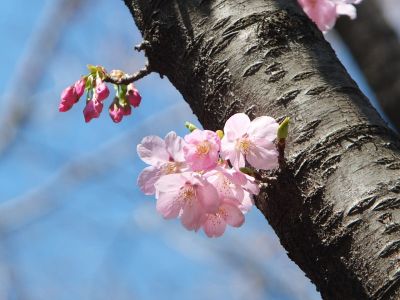 都筑中央公園（横浜緋桜）
