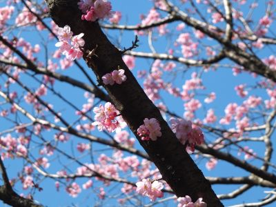 都筑中央公園（横浜緋桜）
