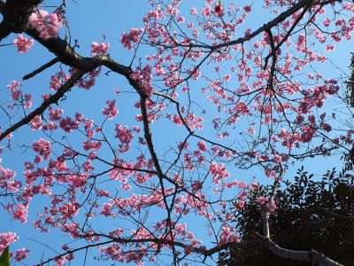 都筑中央公園（横浜緋桜）
