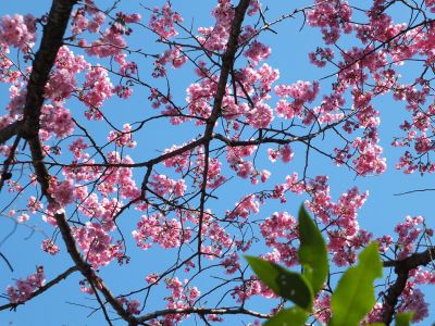 都筑中央公園（横浜緋桜）
