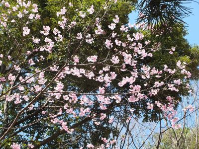 都筑中央公園（横浜緋桜）
