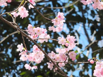 都筑中央公園（横浜緋桜）
