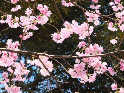 都筑中央公園（横浜緋桜）
