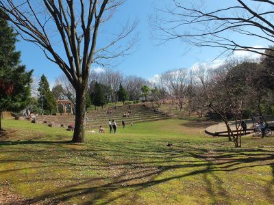 都筑中央公園（横浜緋桜）
