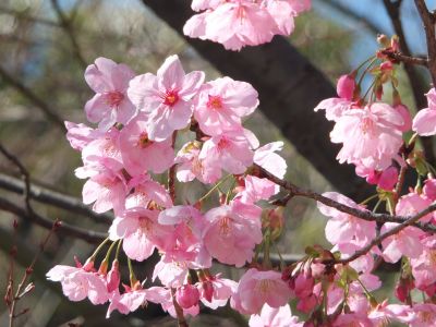 都筑中央公園（横浜緋桜）

