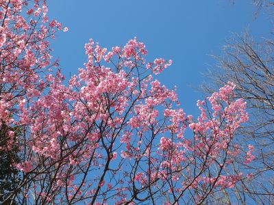 都筑中央公園（横浜緋桜）
