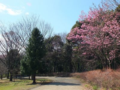 都筑中央公園（横浜緋桜）
