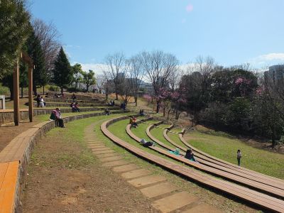 都筑中央公園（横浜緋桜）
