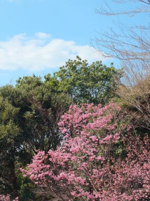 都筑中央公園（横浜緋桜）
