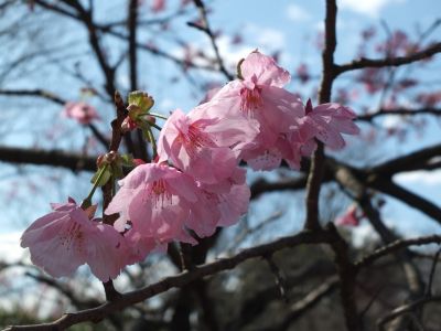 都筑中央公園（横浜緋桜）

