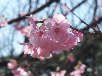 都筑中央公園（横浜緋桜）
