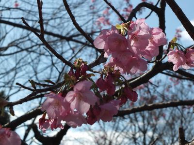 都筑中央公園（横浜緋桜）
