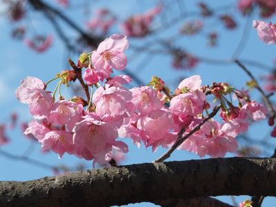 都筑中央公園（横浜緋桜）
