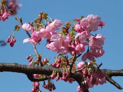 都筑中央公園（横浜緋桜）
