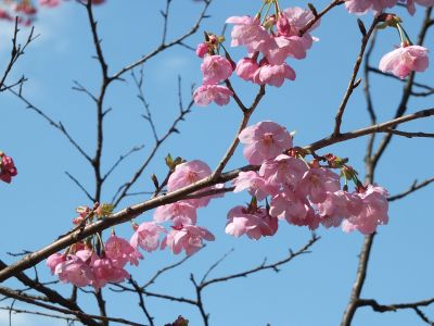 都筑中央公園（横浜緋桜）
