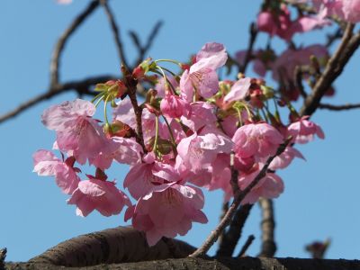 都筑中央公園（横浜緋桜）
